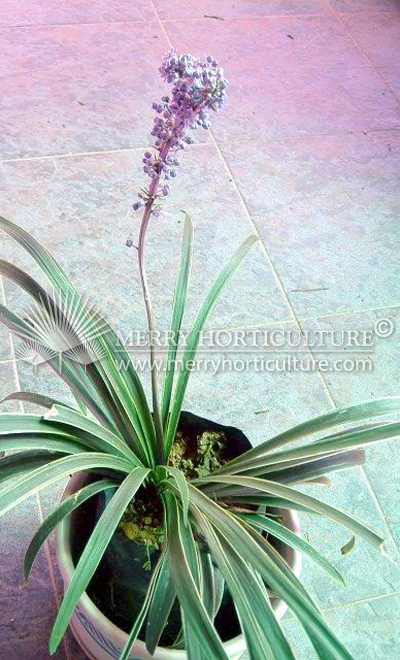 Liriope muscari